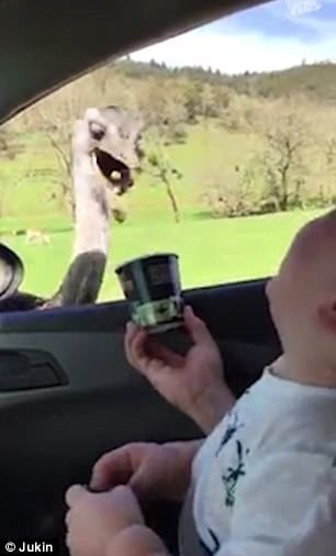 ВИДЕО: Уморительная реакция малыша, наблюдающего за голодным страусом
