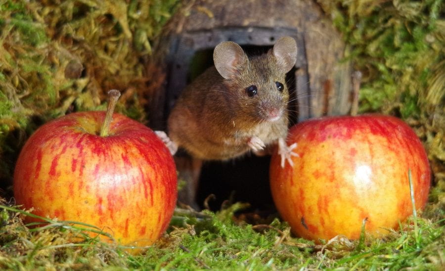 Фотограф нашел в своем саду мышей и сделал для них сказочный городок