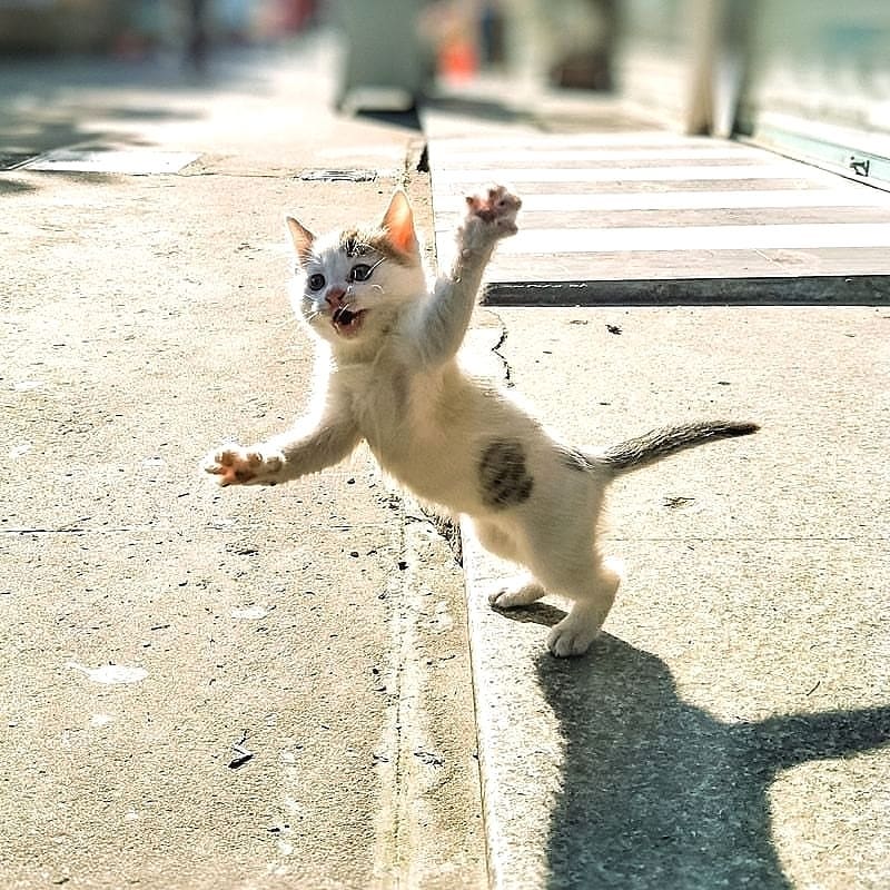 16 шедевров кото-фото-искусства