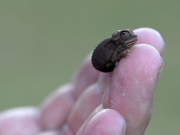 Самые маленькие животные мира - меньше вашего пальца!