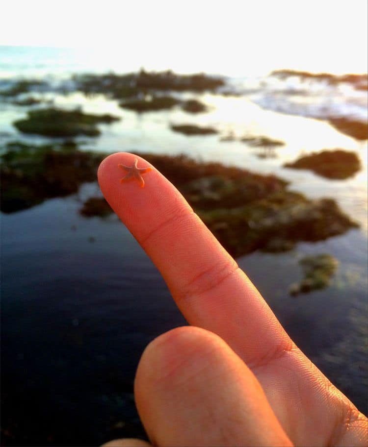 Самые маленькие животные мира - меньше вашего пальца!