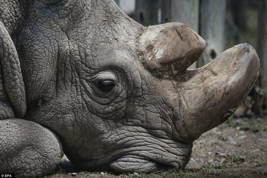Не стало последнего самца подвида носорогов