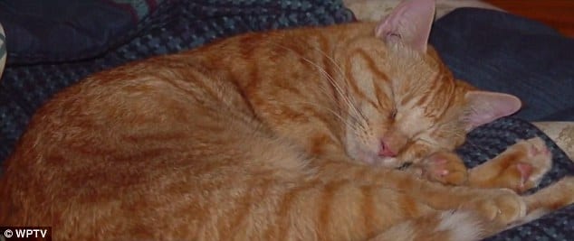 Кот, потерявшийся во время урагана, нашелся спустя 14 лет