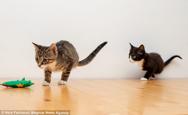 В Англии родились два котенка с редкой генетической аномалией