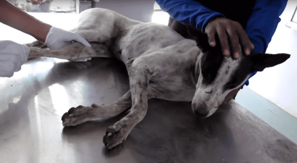 Едва выжившая собака стала работницей приюта и его "лицом"