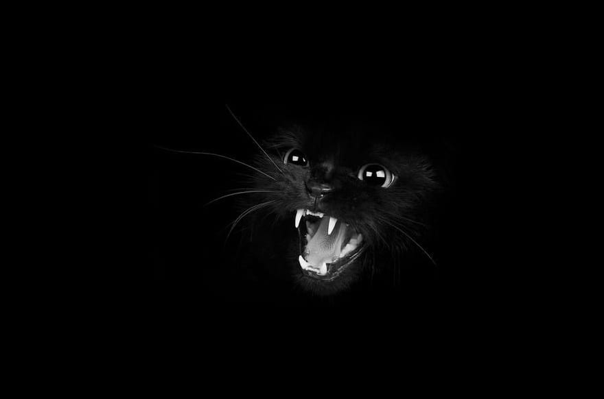 32 бесподобных черно-белых фото кошек