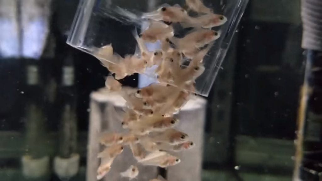 ВИДЕО: Мальки цихлид вылупляются из икринок