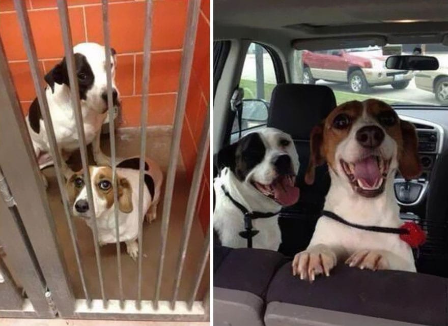 30+ фото собак до и после усыновления