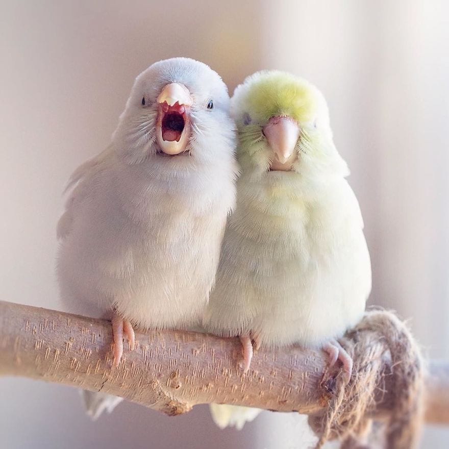Фантастически красивая фотоистория любви 4-х попугачиков