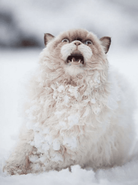 30 фото животных, впервые увидевших снег