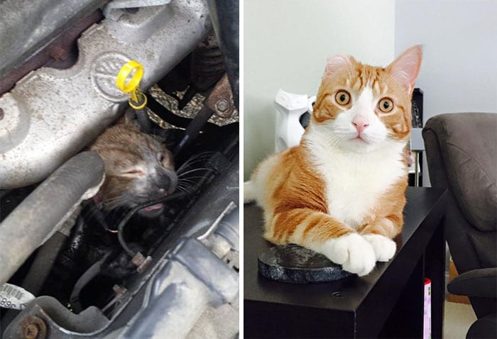 17 фото чудесных превращений спасенных котиков