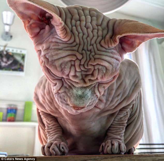Сердитый голый кот Джердан – восходящая звезда Сети (12 фото)