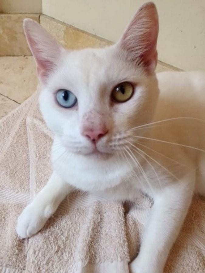 После лечения оказалось, что у «слепого» бездомного кота изумительной красоты глазки