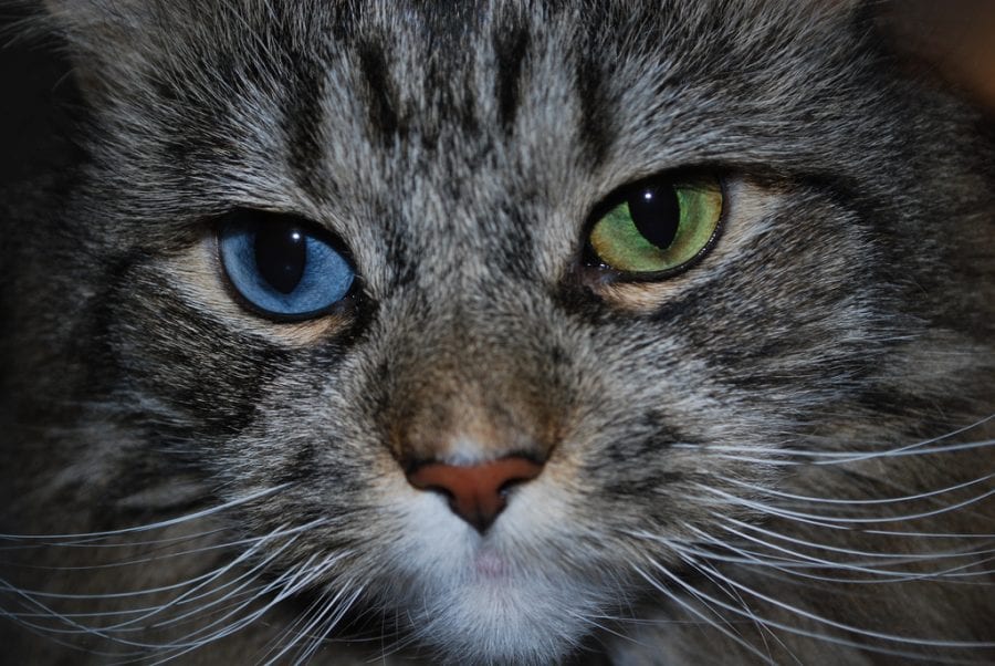 19 фото фантастических глаз кошек и собак