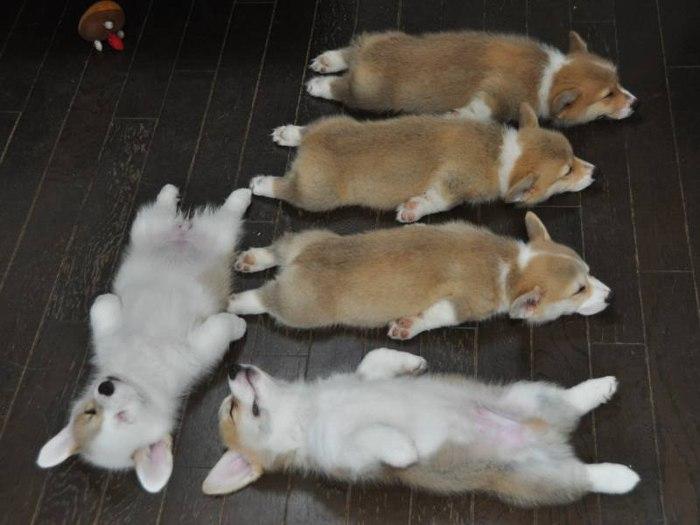 18 умилительных фото сладко спящих щеночков