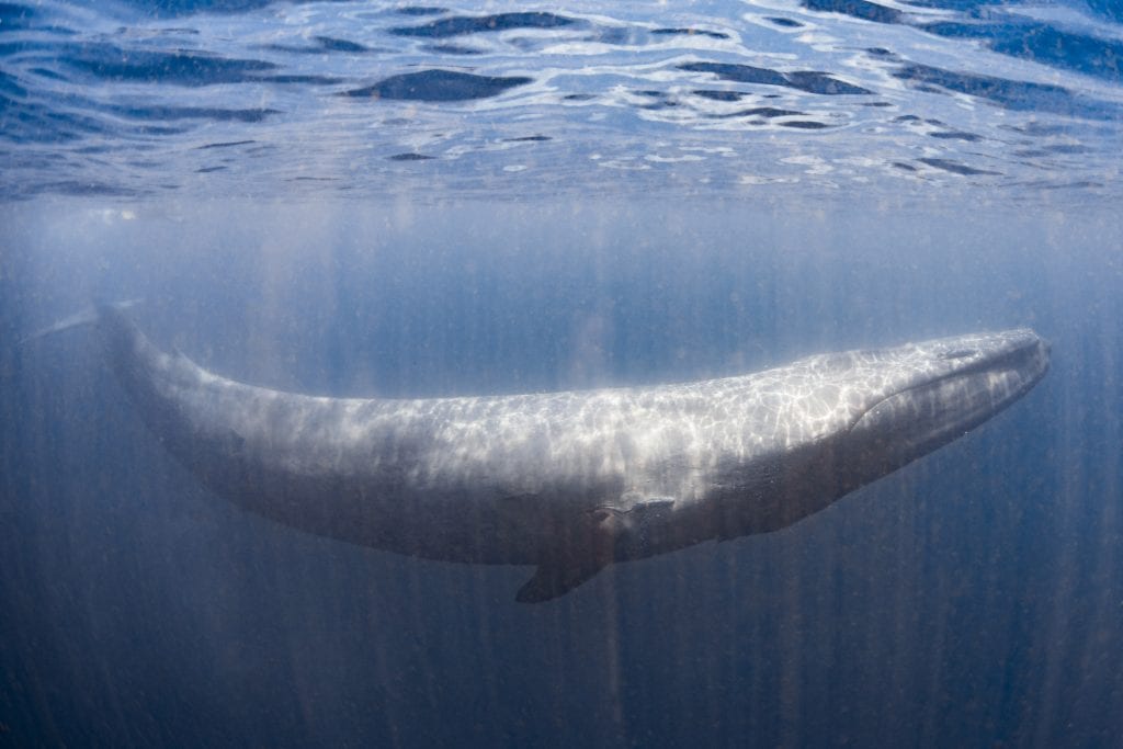 Синий кит вынырнул на поверхность и выдохнул радужное сердце