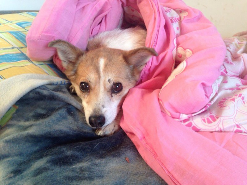 Просто невероятная история в Перми, как раненая собака показала волонтерам, где ее дом