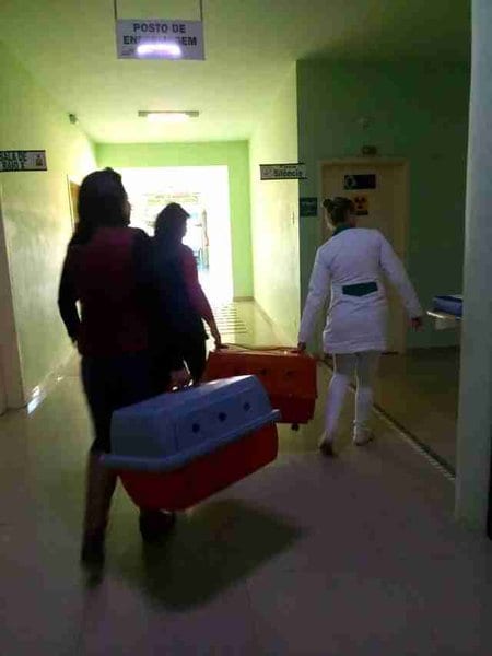 Собаки ночевали около больницы, чтобы спасти своего хозяина