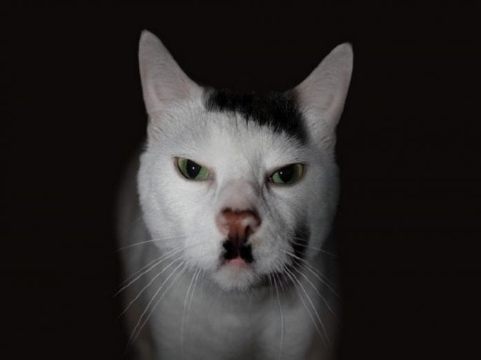 30 фото очень сердитых на вас котов