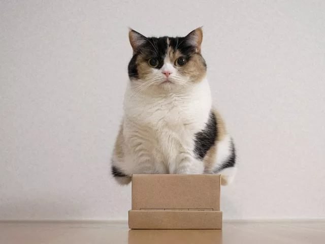 Ибо нет на свете такой коробки, в которую бы не мог забраться кот...