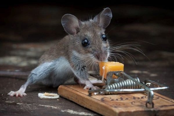Фоторепортаж "Мышка, сыр и мышеловка"