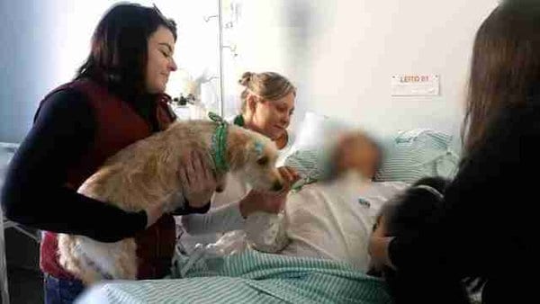 Собаки ночевали около больницы, чтобы спасти своего хозяина