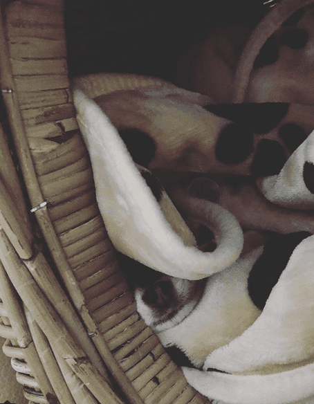 14 фото замаскировавшихся собак