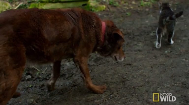 Слепоглухая собака несколько лет боялась ходить, но новый друг перевернул ее жизнь