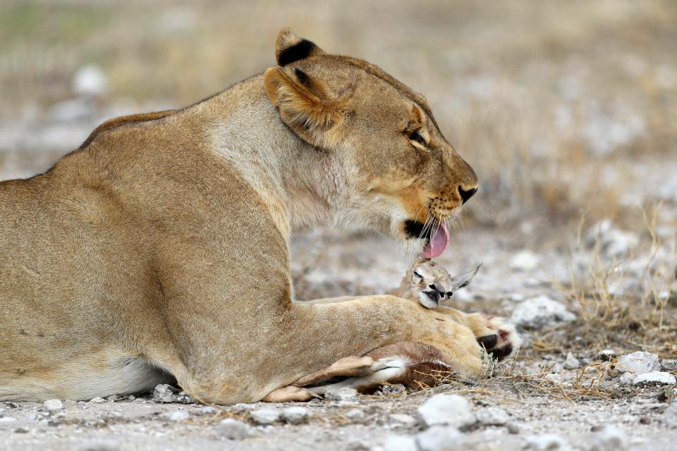 Львица, дети которой были убиты, усыновила детеныша антилопы