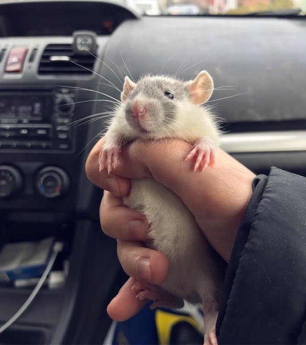 21 фотодоказательство, что крысы – милейшие существа