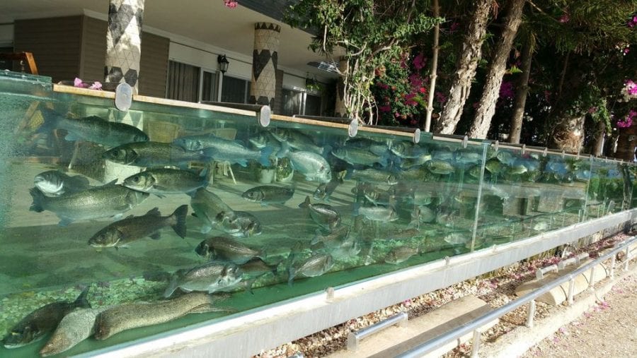 Невероятный забор-аквариум вокруг дома