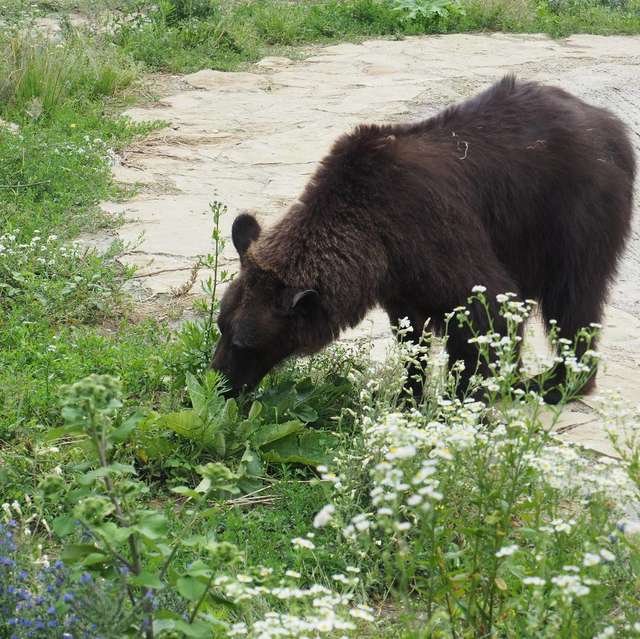 Медведица, которую использовали для притравки собак, впервые в жизни нюхает цветы