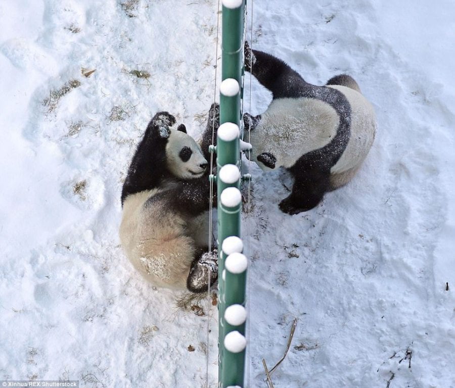 ВИДЕО и ФОТО: Маленькие неуклюжие панды впервые увидели снег