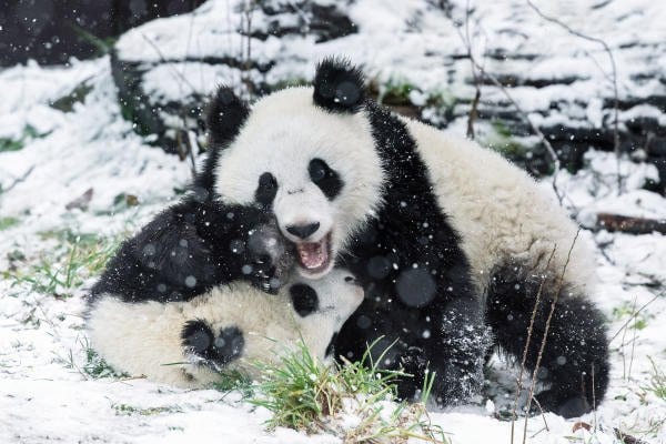 ВИДЕО и ФОТО: Маленькие неуклюжие панды впервые увидели снег