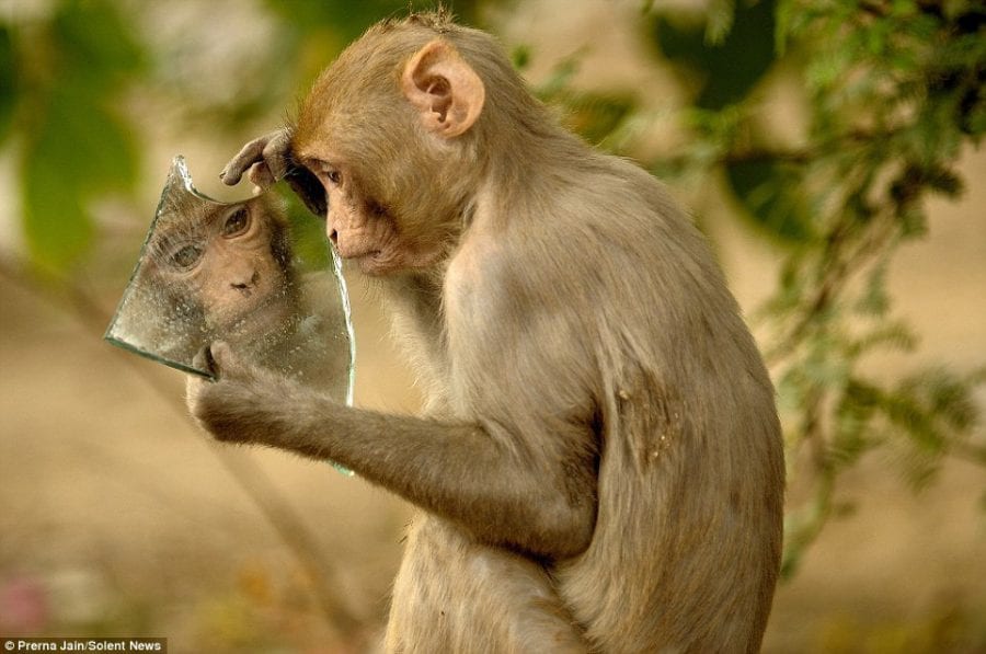 Басня Крылова "Зеркало и обезьяна" ожила в фото