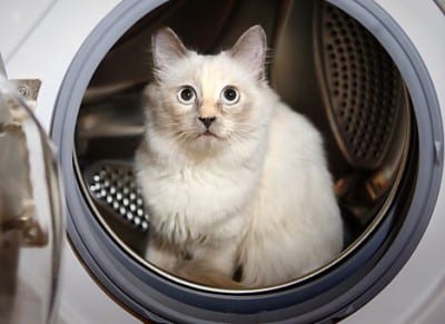 20 фото-доказательств, что стиральные машины созданы именно для котов