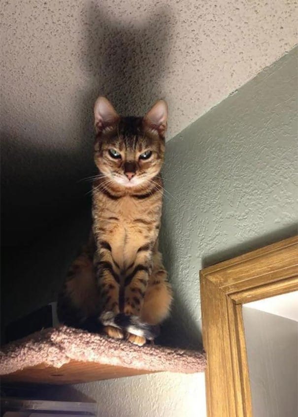 30 фото, доказывающих, что в котах есть нечто демоническое