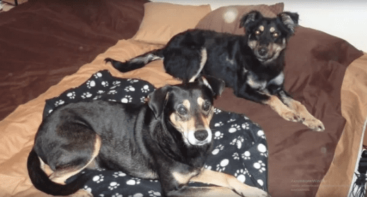 Люди спасли тень собаки от жестокого хозяина