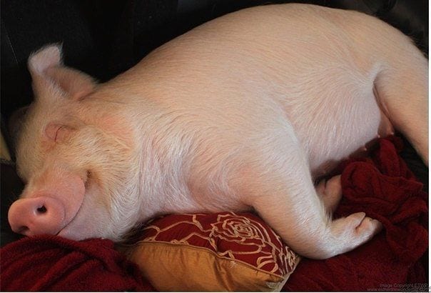 Карликовая свинка весом в 227 кг