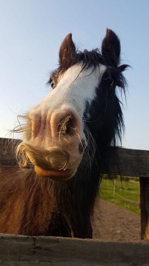 14 фото экстремально усатых лошадей