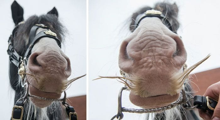 14 фото экстремально усатых лошадей