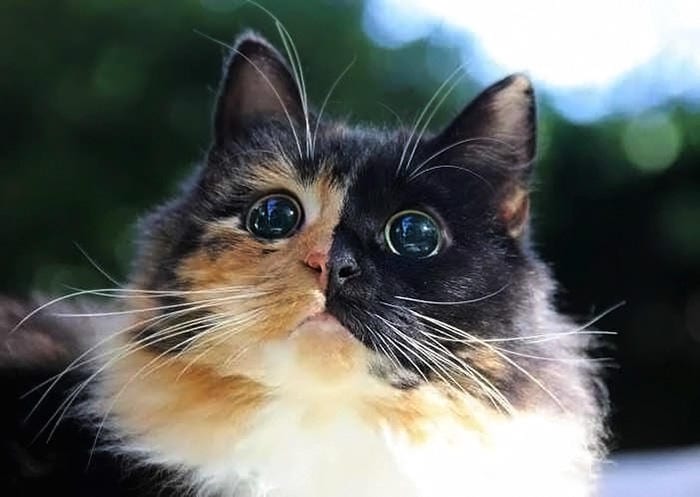 19 фото фантастических глаз кошек и собак