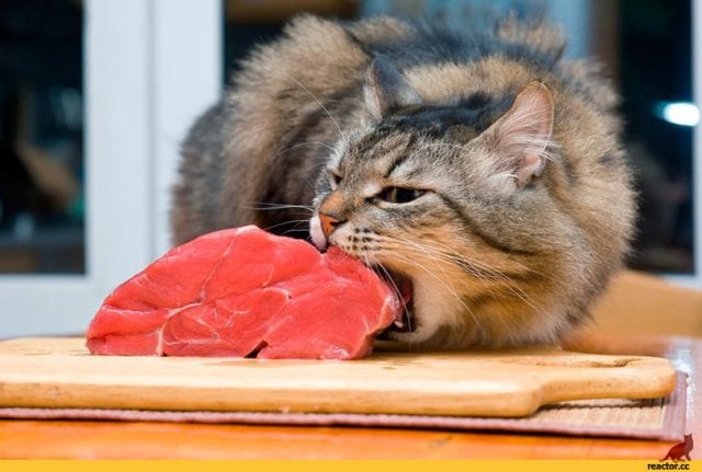 Чем нельзя кормить котят: правила здорового питания