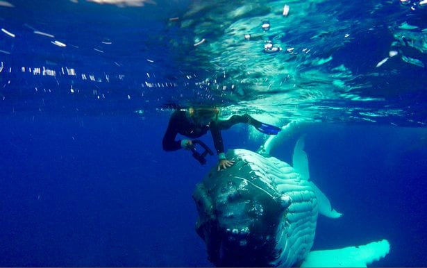 ВИДЕО: Горбатый кит спас биологов от тигровой акулы