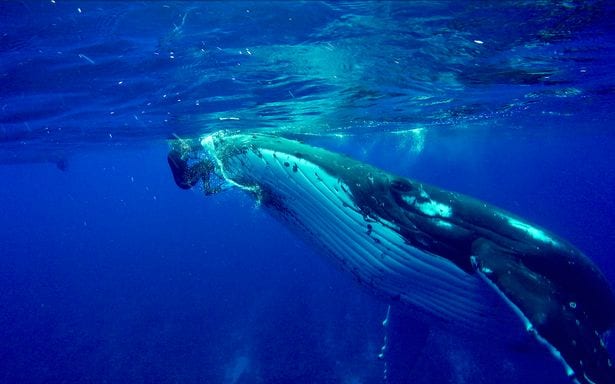ВИДЕО: Горбатый кит спас биологов от тигровой акулы