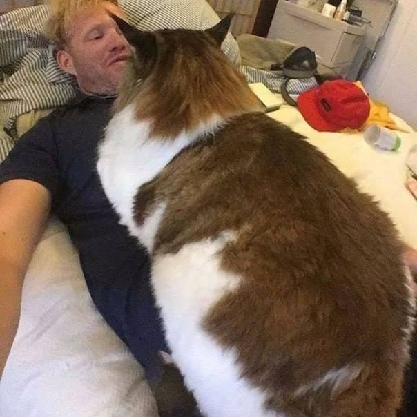 История огромного кота Самсона (ФОТО и ВИДЕО)