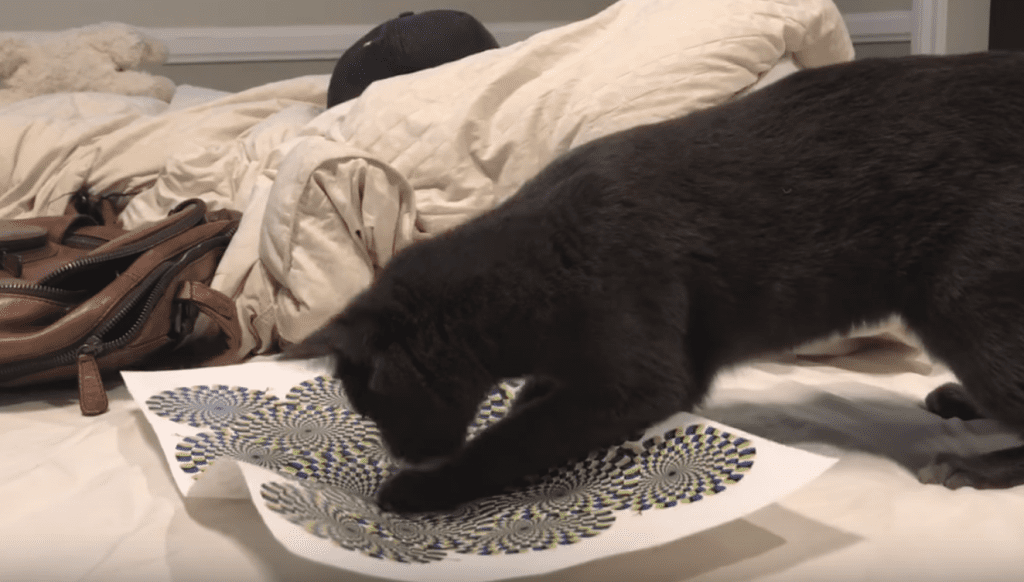 ВИДЕО: Реакция кошки на оптическую иллюзию