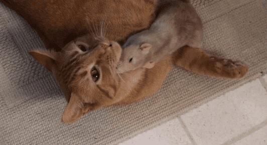 Удивительная дружба котика и крысы