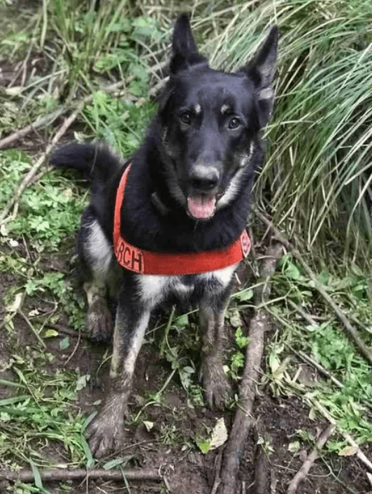 Только пес-спасатель смог найти в болоте потерявшуюся глухую собаку