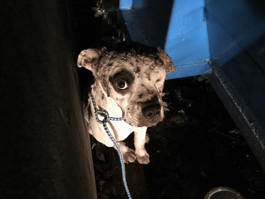 Израненый пес прятался между контейнерами и очень боялся людей